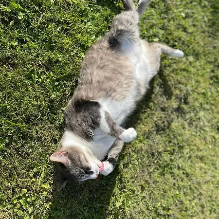 Bed & Breakfast Un Logis En Angoumois Rancogne