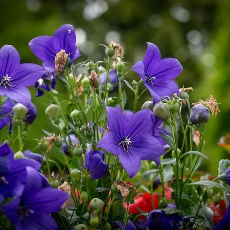 Un Logis En Angoumois 3*