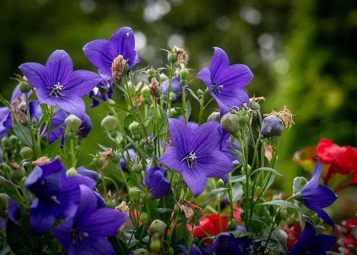 Un Logis En Angoumois 3*